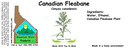 Canadian Fleabane NF 4x1.5.webp