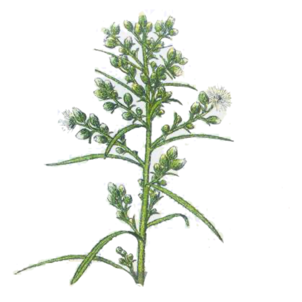 Canadian Fleabane White.webp