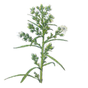 Canadian Fleabane White.webp