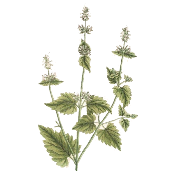 Catnip White.webp