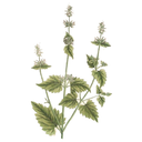 Catnip White.webp