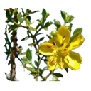Chaparral White.webp