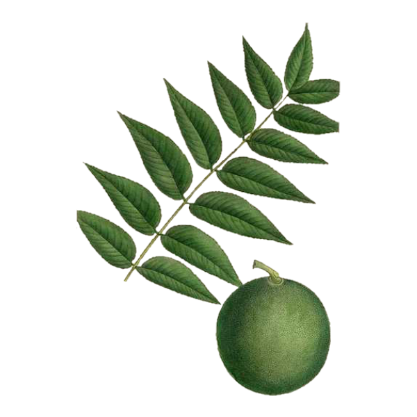 Black Walnut White.webp