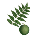Black Walnut White.webp