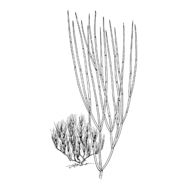 Brigham Tea White.webp