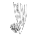 Brigham Tea White.webp