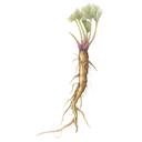 Burdock White.webp