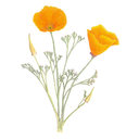 CA Poppy White.webp