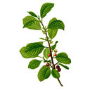 Cascara White.webp