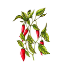 Cayenne White.webp