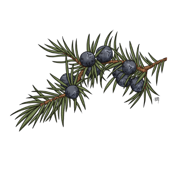 Cedar Berry White.webp