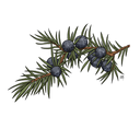 Cedar Berry White.webp