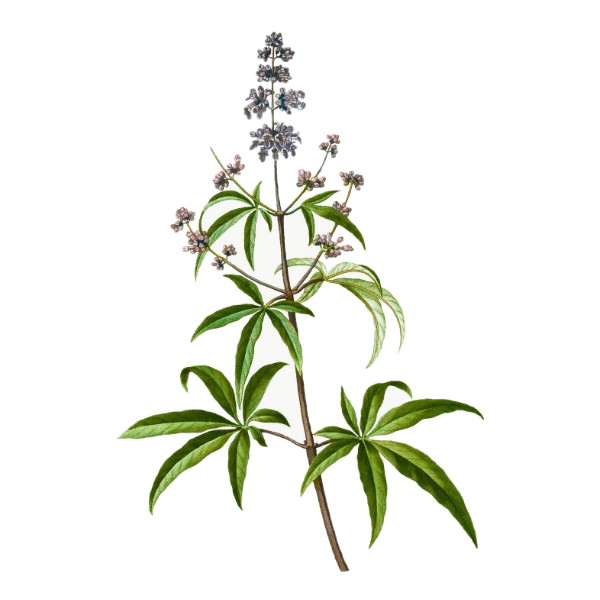 Chaste Tree White.webp