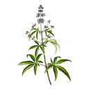 Chaste Tree White.webp