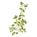 Chickweed White.webp