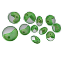 Chlorella White.webp