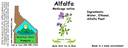 Alfalfa NF 4x1.5.webp