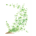Cleavers White.webp