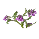 Comfrey White.webp