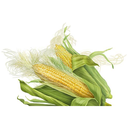 Corn Silk White.webp