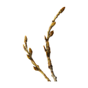 Cottonwood White.webp