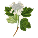 Cramp Bark White.webp