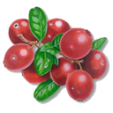 Cranberry White.webp
