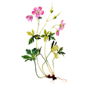 Cranesbill White.webp