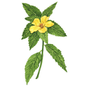 Damiana White.webp