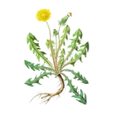 Dandelion White.webp