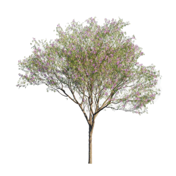 Desert Willow White.webp