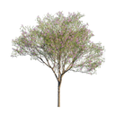 Desert Willow White.webp