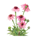 Echinacea Flower White.webp