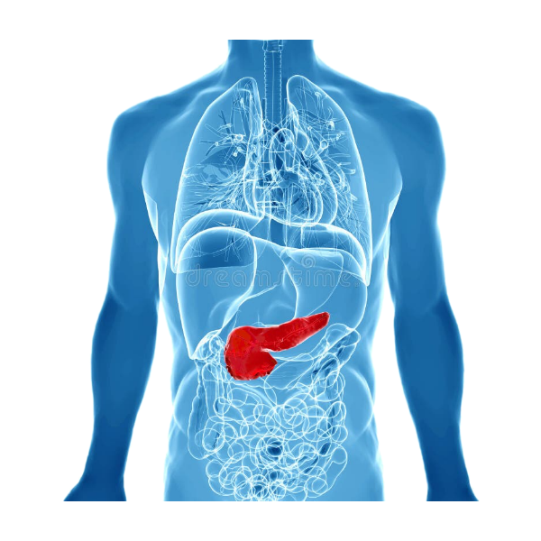 Blood - Sugar Support White.webp