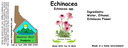 Echinacea Flower NF 4x1.5.webp