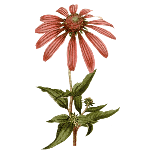 Echinacea Root White.webp