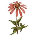 Echinacea Root White.webp
