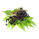 Elderberry White.webp