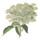 Elder Flower white.webp