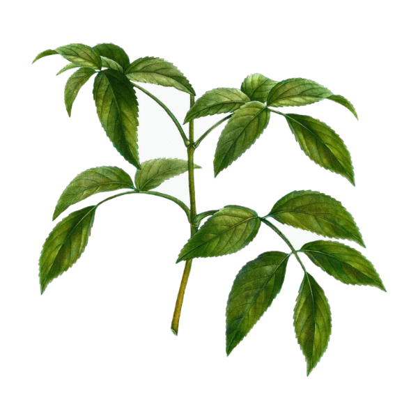 Elder Leaf White.webp
