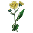 Elecampane White.webp