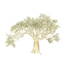 Elephant Tree White.webp