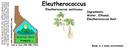Eleutherococcus ST 4x1.5.webp