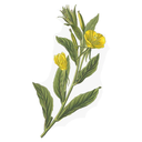 Evening Primrose White.webp