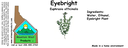 Eyebright ST 4x1.5.webp