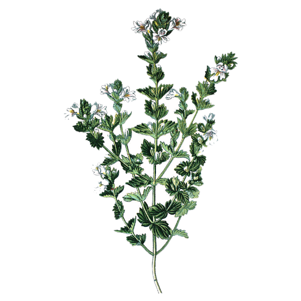 Eyebright White.webp