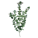 Eyebright White.webp