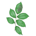 False Solomon's Seal White.webp