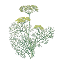 Fennel White.webp