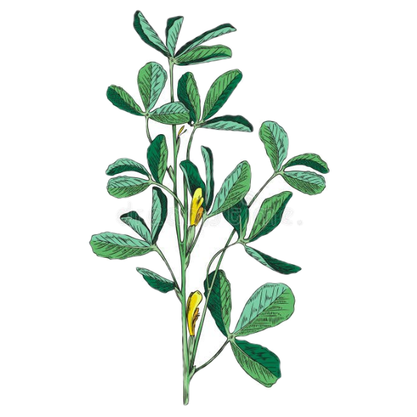 Fenugreek White.webp